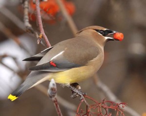 Cedar waxwing, image from Audubon.org