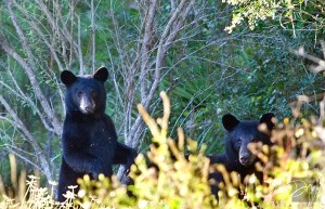 Eastpoint Black Bears by David Moynahan