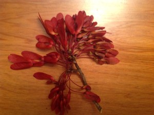 The winged seeds of the red maple 