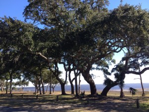 Carrabelle bypass, a place where bears historically come to the coast to forage for acorns in the fall.