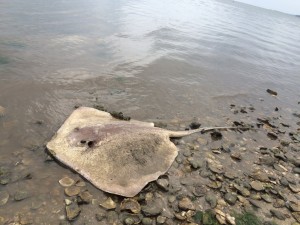 Sting ray returning to the Mother of us all 