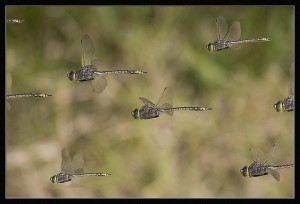 Dragonfly migration. Image thanks to Steven Young