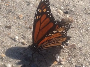 Migrating Monarch butterfly