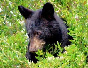 Is this one of the 320 bears who will be shot on October 24? Photo by Jon Johnson