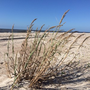 Bitter Panicum grass, an important dune builder