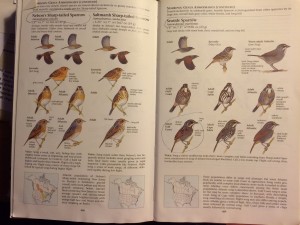 What Sibley says about marsh sparrows! A lot!