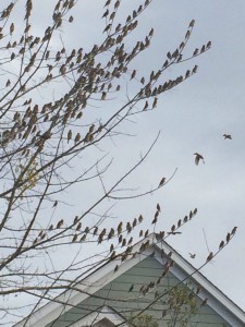 Cedar waxwings in Southwood