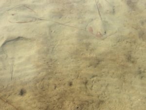 Stingrays are so hard to see. Always shuffle your feet in shallow water!