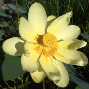 Water Lotus Reflecting the Solstice Sun